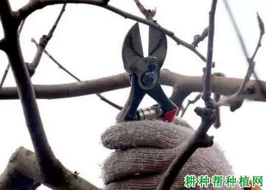 苹果树修剪视频手机版苹果手机打不开机一直显示白苹果