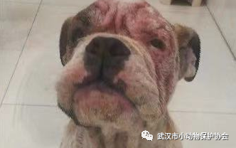 手机版养动物:御和动物医院：养狗最残忍的是假装给它幸福(转载)