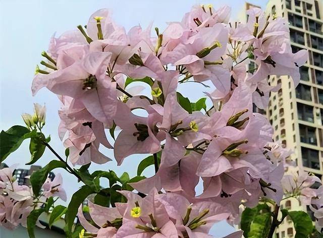 苹果版花友app
:6款皮实好养的勤花三角梅，新手也能养爆花，你最喜欢哪种？