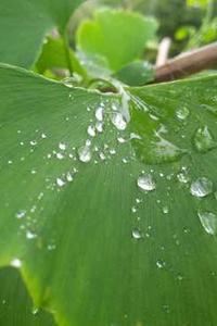 苹果版读卡器