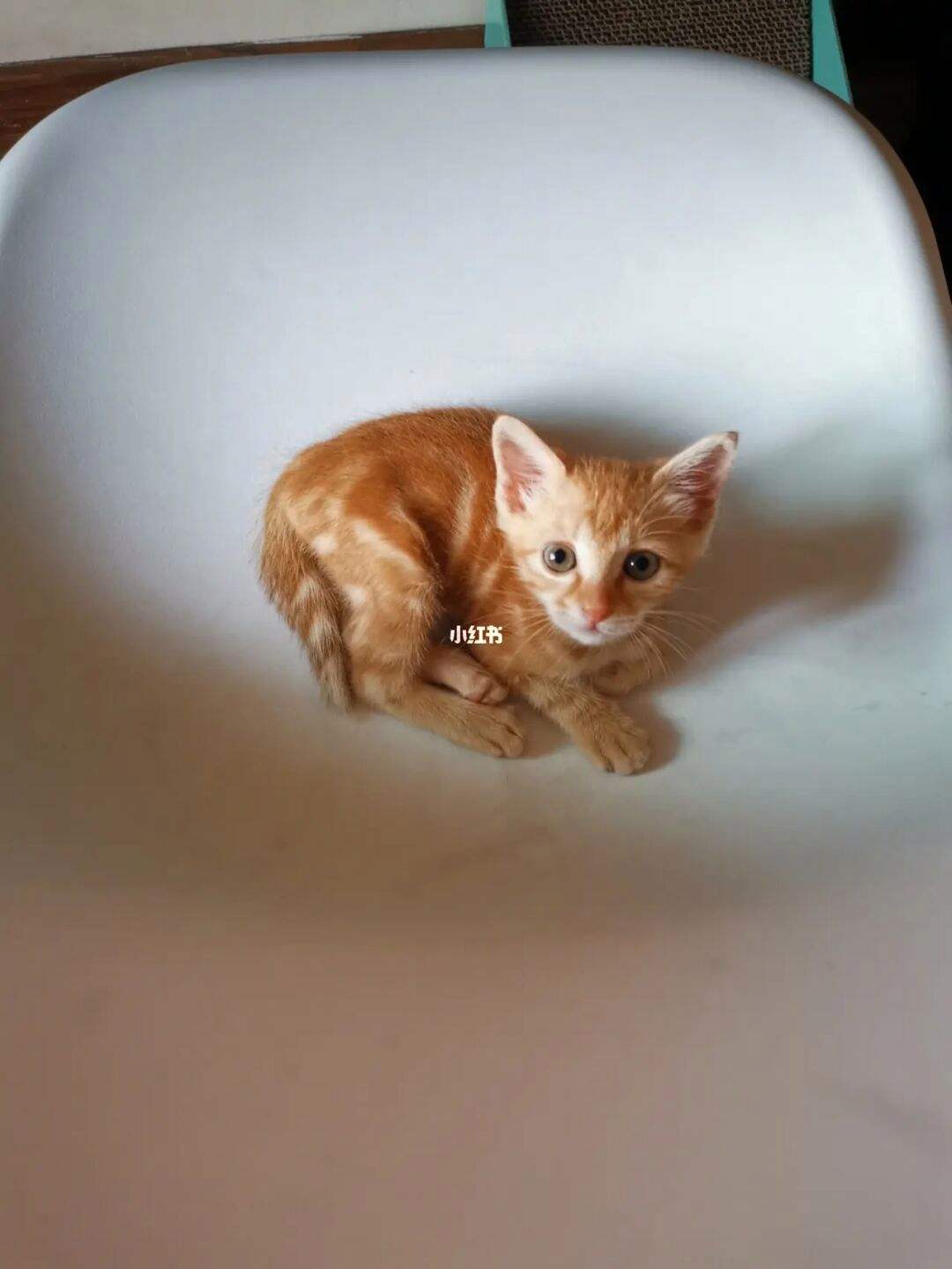 皮皮猫苹果版皮皮喵lite的功能介绍-第2张图片-太平洋在线下载