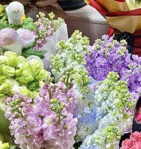 鲜花直播下载苹果版鲜花直播电脑版下载安装
