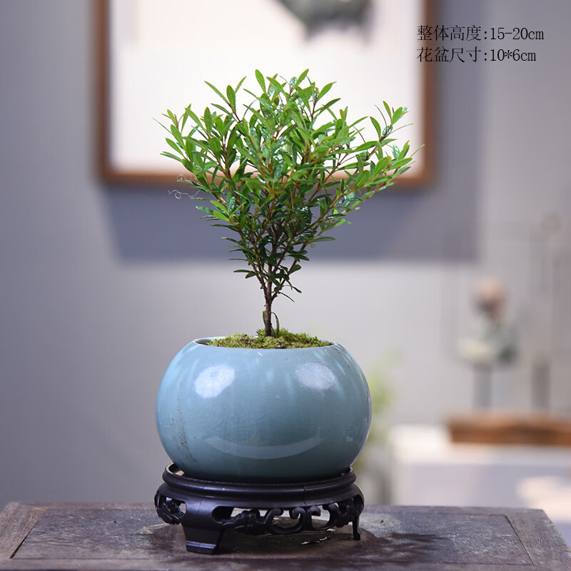小品版小苹果小苹果apk应用下载-第2张图片-太平洋在线下载