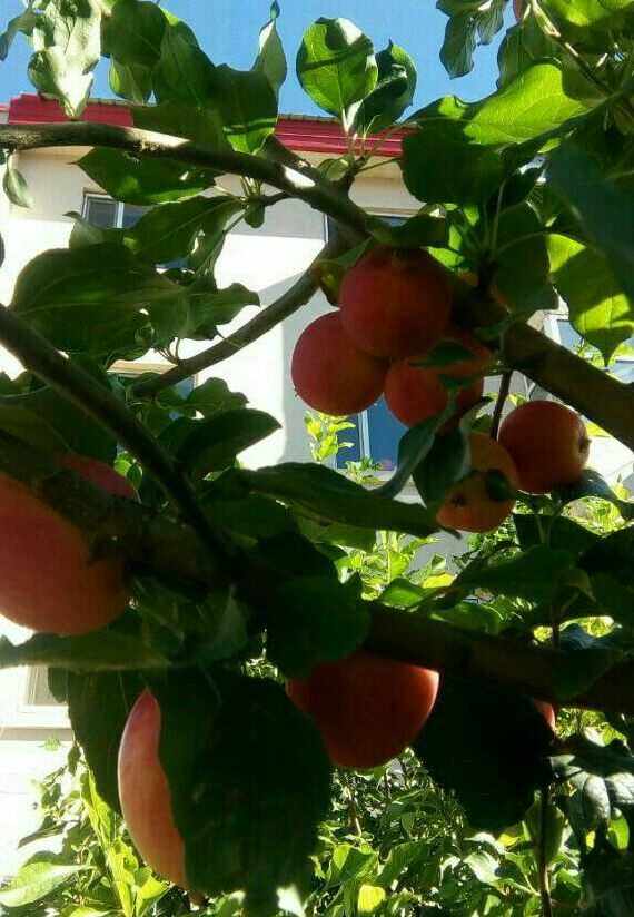贵州版小苹果儿童舞蹈小苹果