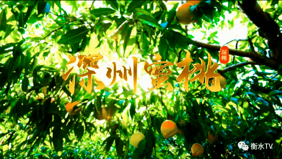 深州版苹果搞笑视频深州特产深州蜜桃专题