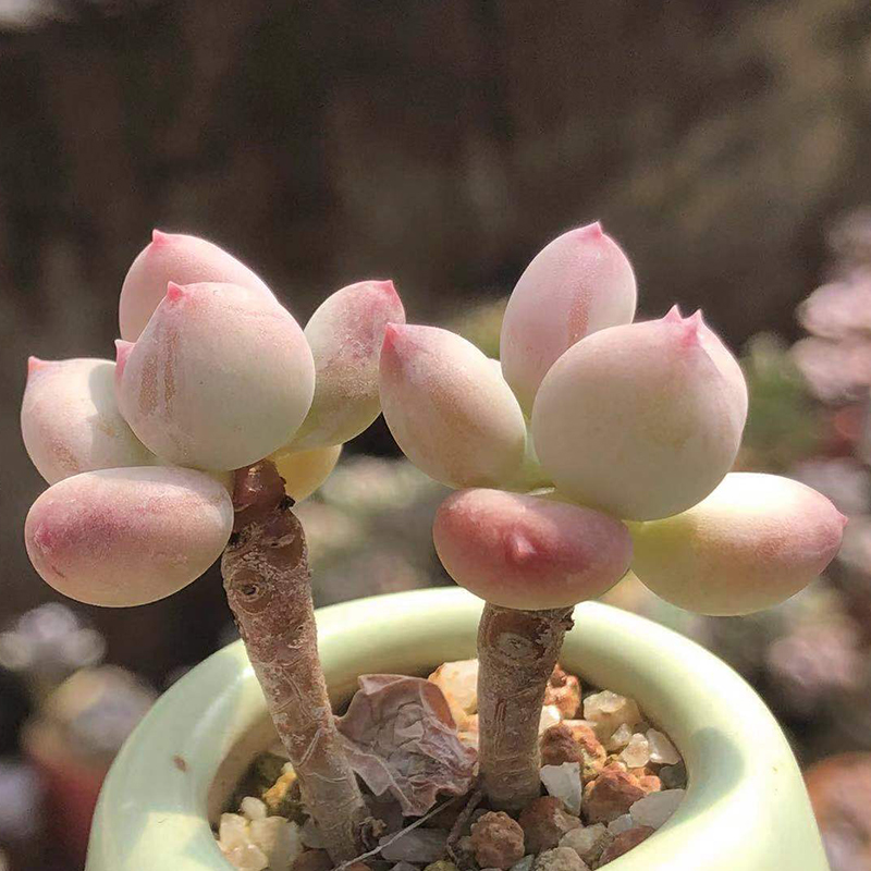 奶酪壁纸苹果版下载张杰手机壁纸是自己的照片