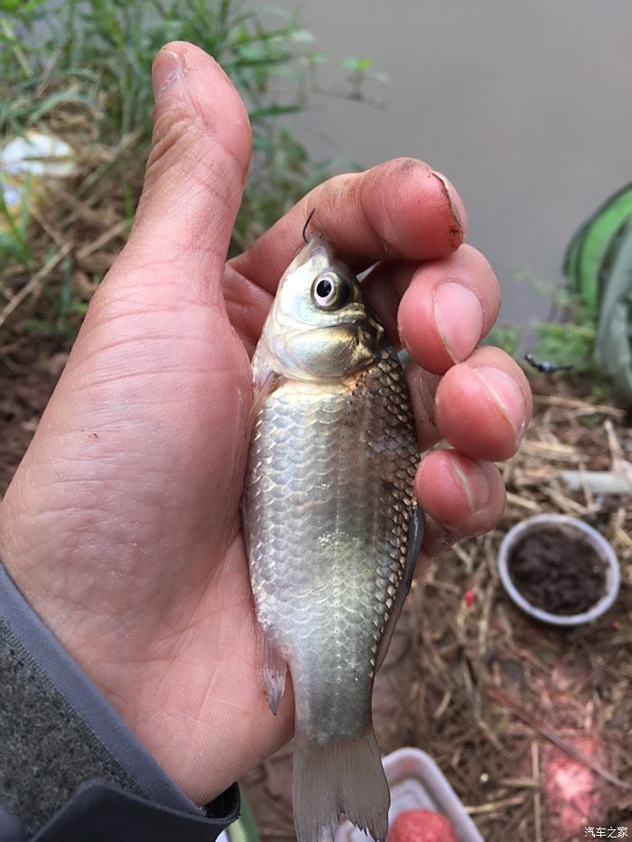 鱼获下载苹果版鱼影视苹果版下载