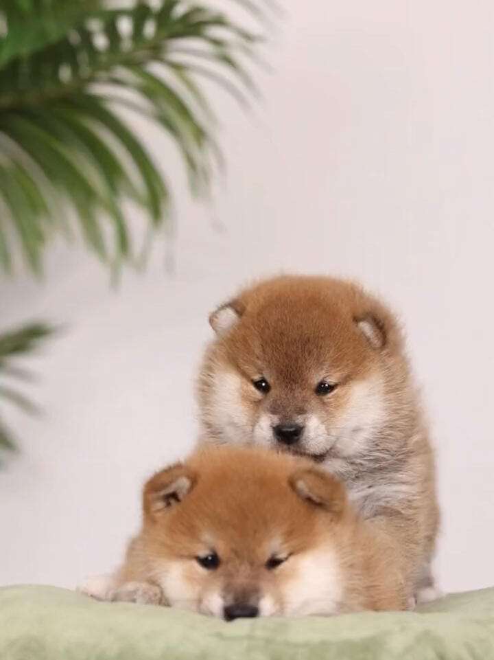 小奶狗正式版下载苹果版(小奶狗app苹果手机下载)-第19张图片-有道翻译官网 小奶狗正式版下载苹果版(小奶狗app苹果手机下载)-第19张图片-有道翻译官网